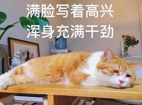 吃瓜的瓜我弱小百度云,揭秘弱小者的百度云生活