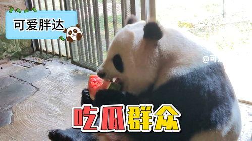 熊猫吃瓜新闻,揭秘熊猫吃瓜背后的趣味故事