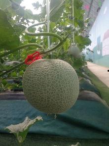 瓜瓜龙吃瓜,一场欢乐的瓜果盛宴