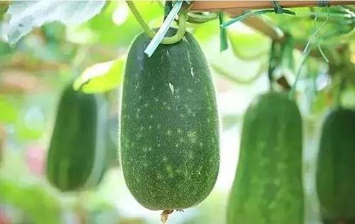 物酱小屋吃瓜,揭秘娱乐圈吃瓜背后的故事