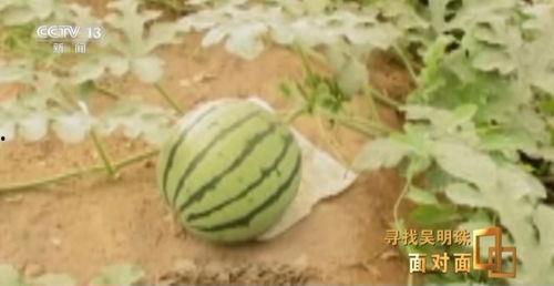 新疆吃瓜自由,畅享瓜果飘香，体验吃瓜自由之旅