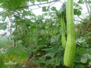 吃砍瓜去皮吗,砍瓜去不去皮？揭秘砍瓜食用前的正确处理方法