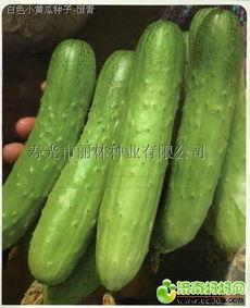 无瓜可吃图片,夏日清凉何处寻？