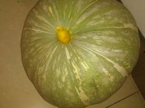 瓜怎么吃啊,解锁夏日清凉美味新吃法