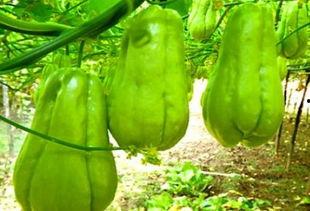 桑植女吃瓜,揭秘网络热议背后的真相与反思