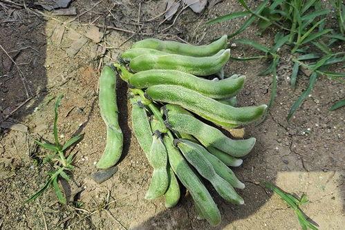 南方人吃籽瓜,籽瓜的独特魅力与美食之旅