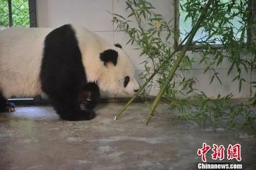 高高熊猫吃瓜,高高熊猫的瓜田奇遇记