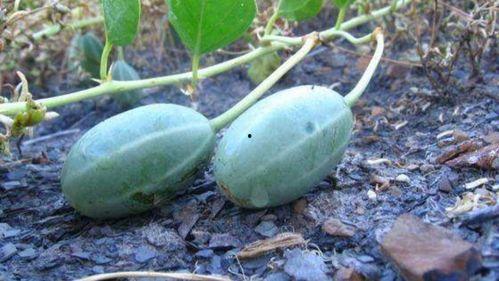 大瓜叶可以吃吗怎么吃,大瓜叶的食用方法与营养价值揭秘