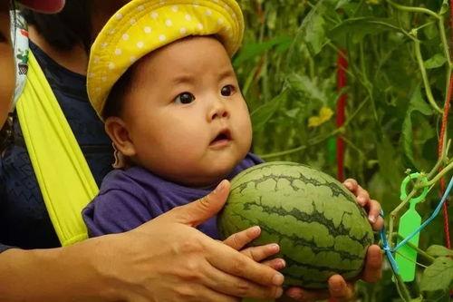 暖崽吃瓜群,揭秘娱乐圈幕后故事