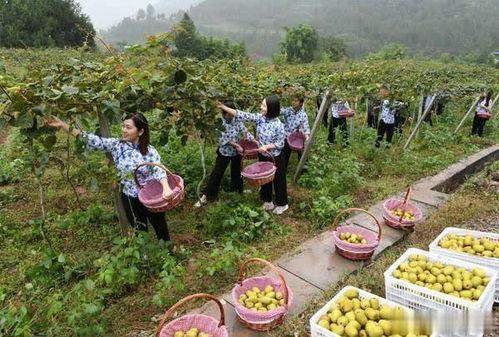 苍溪清水镇吃瓜,瓜果飘香，品味田园生活