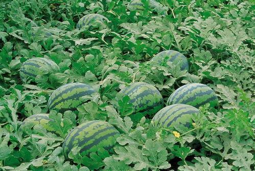 叶丛吃瓜,探寻自然与美食的和谐交响