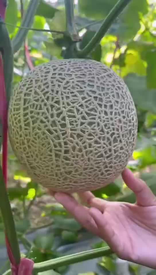 花蕾蜜瓜怎么吃,花蕾蜜瓜的多重食法探索