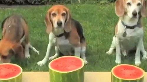 狗狗吃瓜吵架,一场关于瓜的争吵盛宴