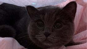 小猫咪吃瓜照片,小猫咪吃瓜萌态十足