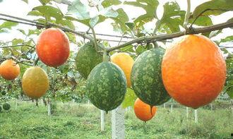 吊瓜能炒吃吗,探索炒食吊瓜的独特风味