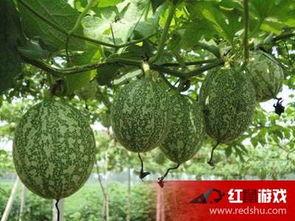 吃吊瓜的作用,天然滋补，健康生活新选择