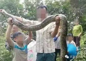 大花蟒吃瓜事件,动物界的“美食探索”