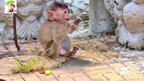 猴脸吃瓜,趣味横生的动物食趣瞬间