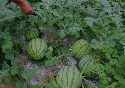 天台吃瓜事件后续结果,真相大白，法律制裁彰显正义