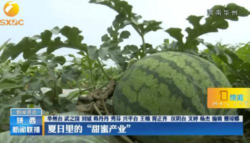 华州区吃瓜,探寻当地特色美食之旅