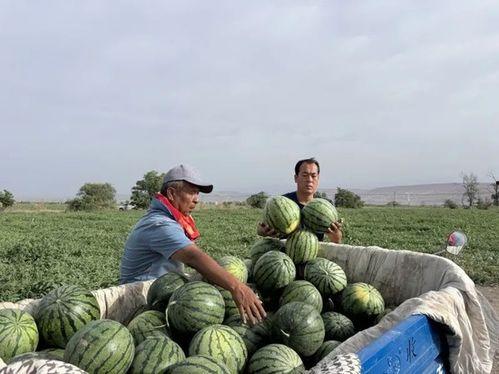曹县吃瓜在线观看,揭秘网络热点的背后故事